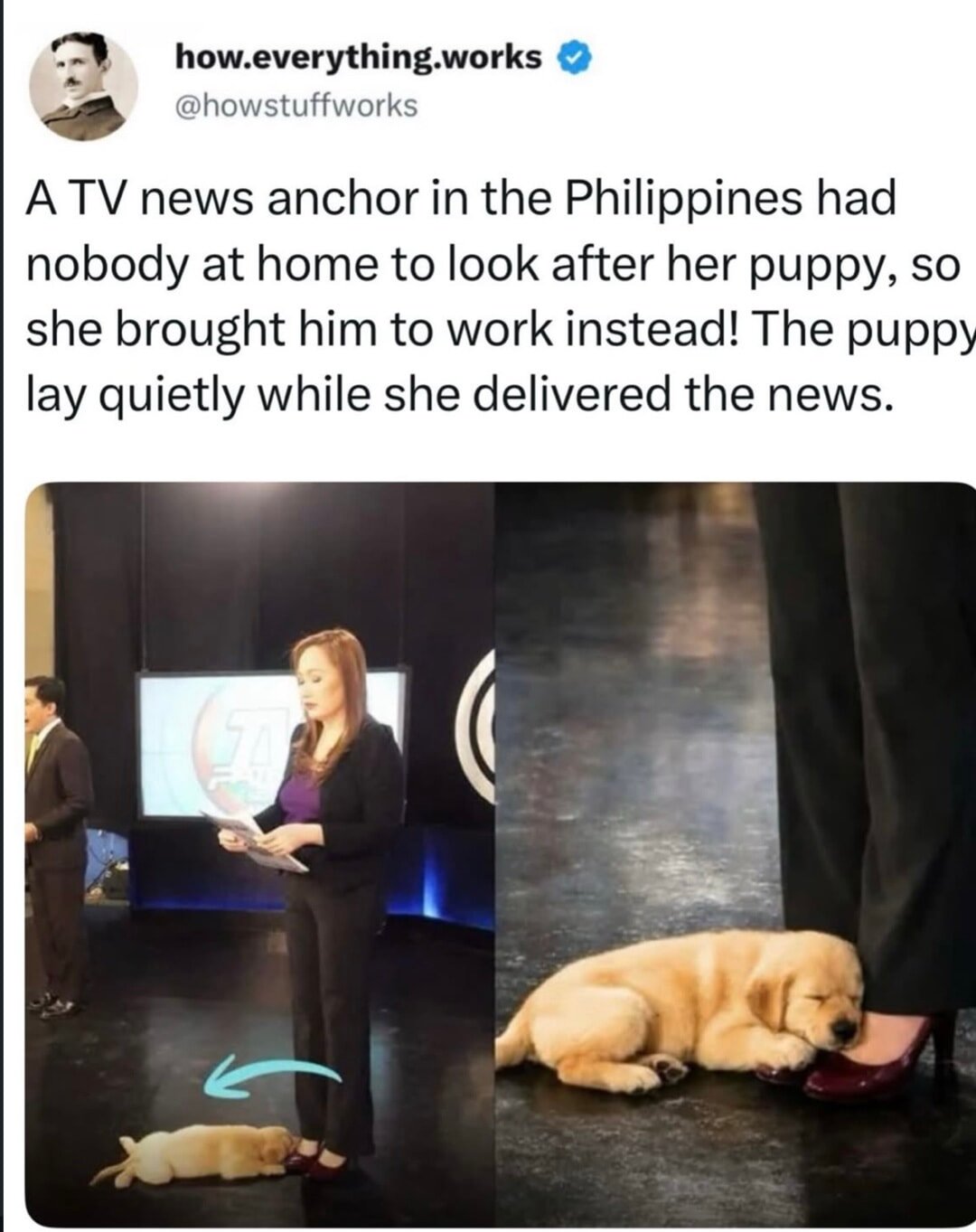 Dog fail!