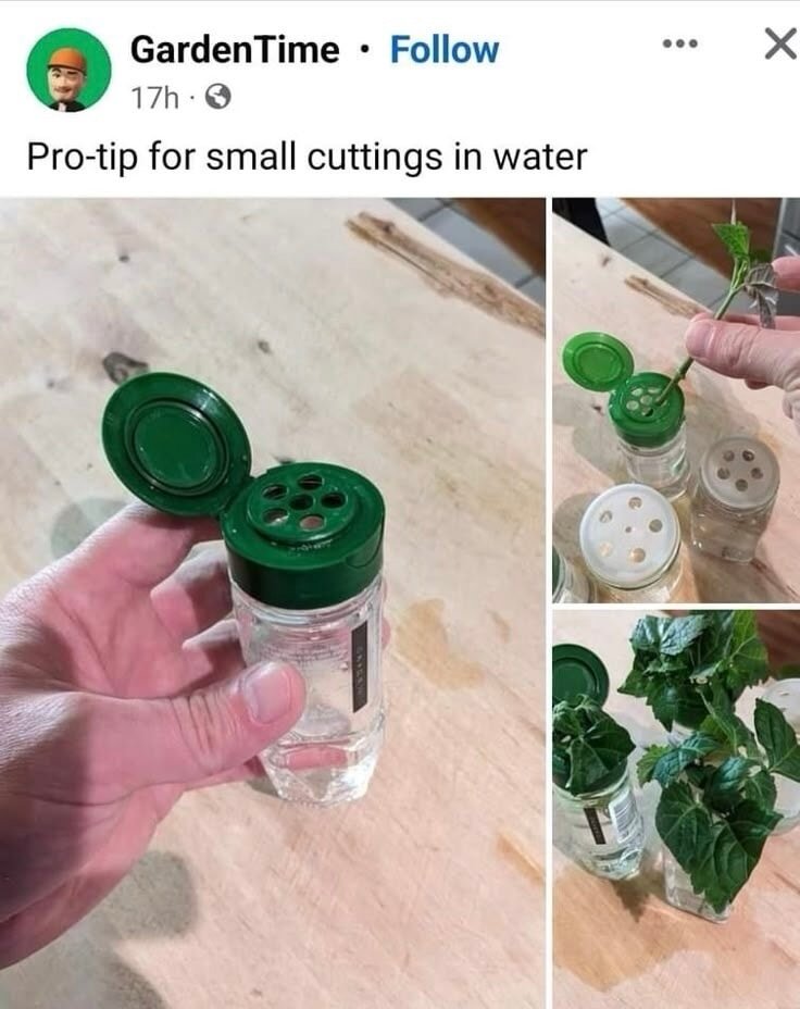 Pro-tip for small cuttings in water
