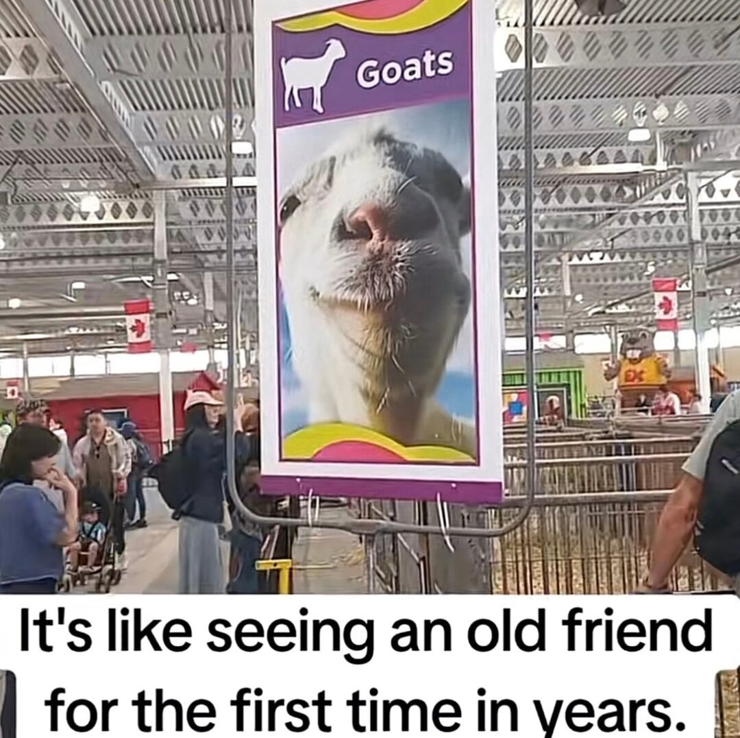 Goats