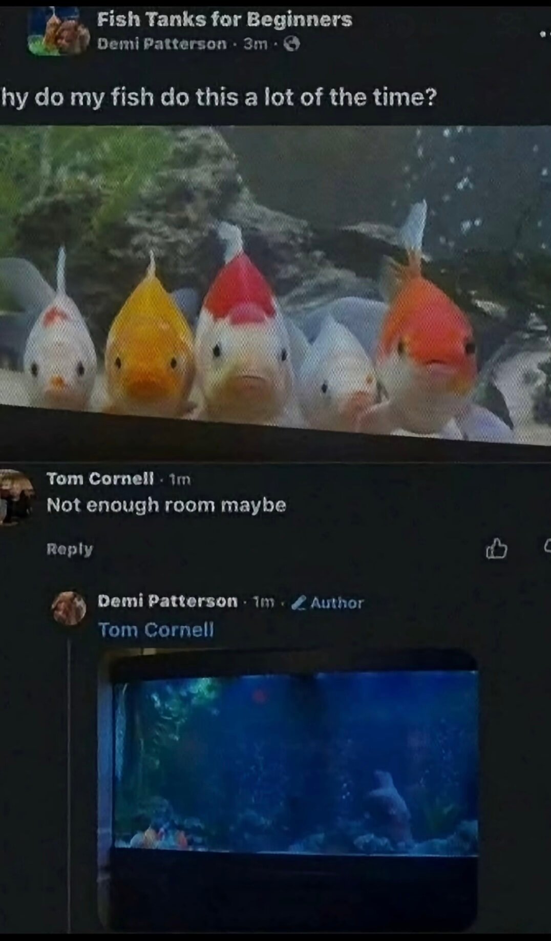 Why do my fish do this a lot of the time?