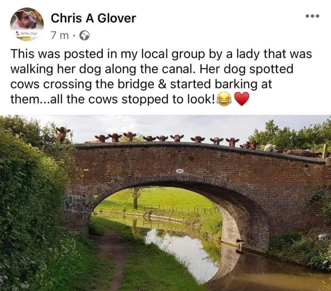 All the cows stopped to look!
