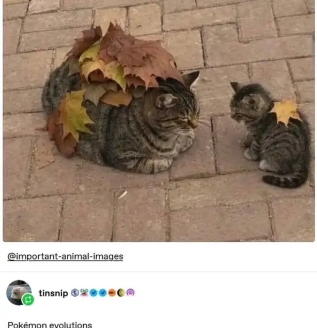 Pokemon evolutions