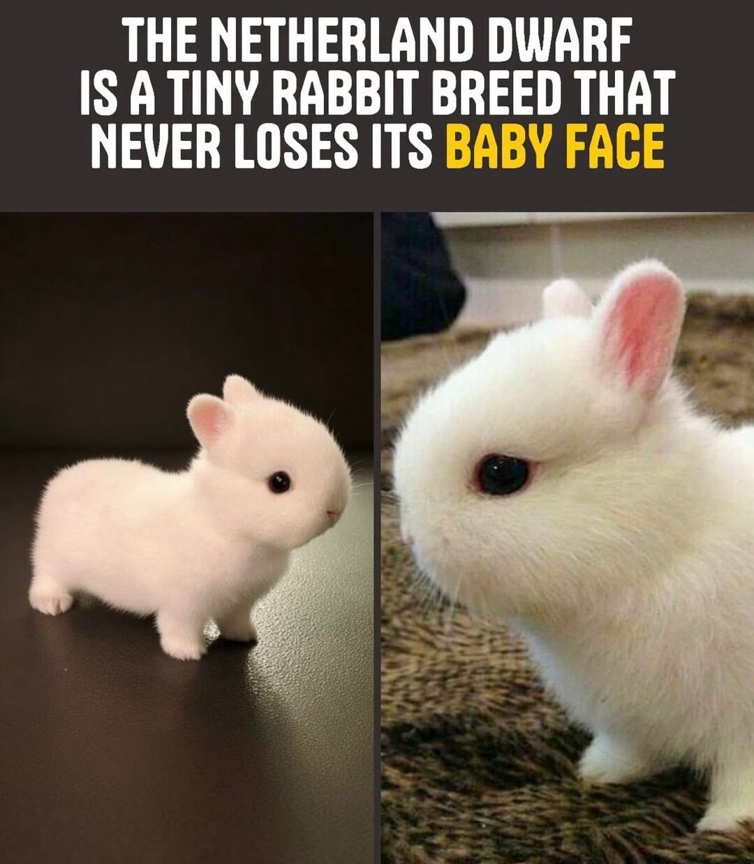 Tiny rabbit